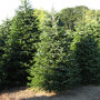 Nordmann kerstboom